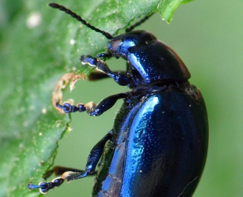 Chrysolina coerulans - Himmelblauer Blattkäfer