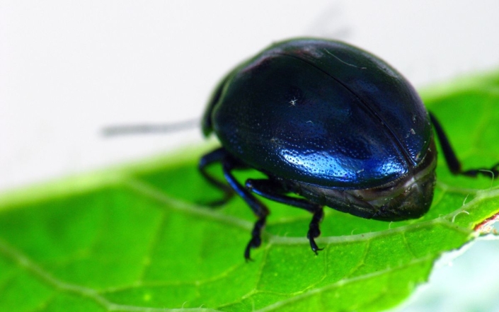 Chrysolina coerulans – Himmelblauer Blattkäfer Chrysolina coerulans - Himmelblauer Blattkäfer