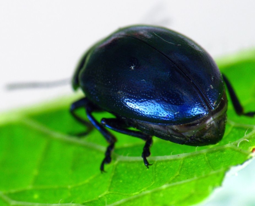 Chrysolina coerulans - Himmelblauer Blattkäfer