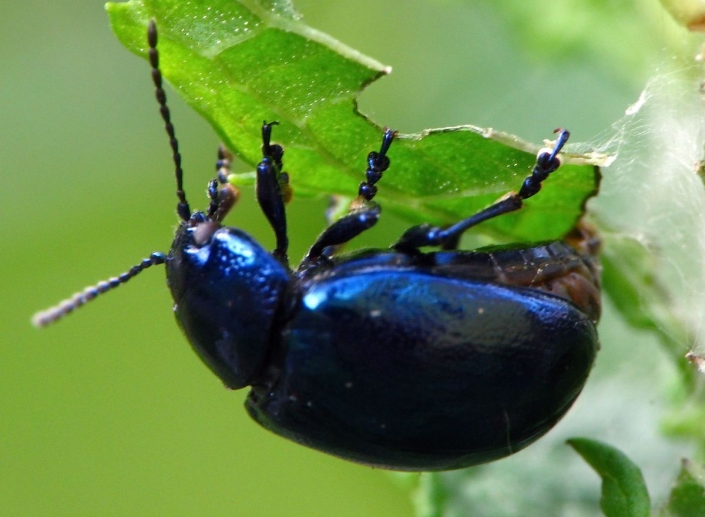 Chrysolina coerulans – Himmelblauer Blattkäfer Chrysolina coerulans - Himmelblauer Blattkäfer
