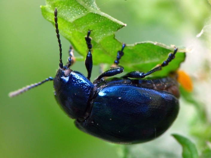 Bei der Eiablage: Chrysolina coerulans – Himmelblauer Blattkäfer Bei der Eiablage: Chrysolina coerulans - Himmelblauer Blattkäfer