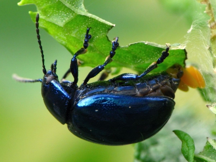 Bei der Eiablage: Chrysolina coerulans – Himmelblauer Blattkäfer Bei der Eiablage: Chrysolina coerulans - Himmelblauer Blattkäfer