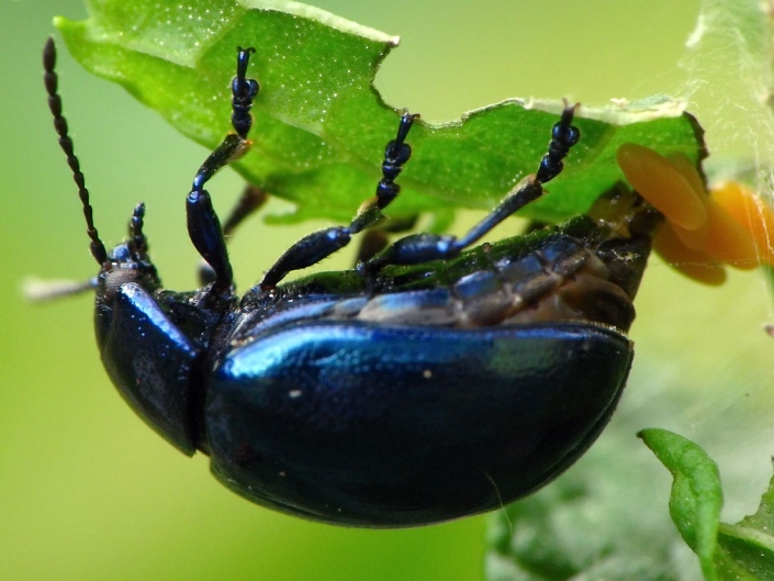 Bei der Eiablage: Chrysolina coerulans – Himmelblauer Blattkäfer Bei der Eiablage: Chrysolina coerulans - Himmelblauer Blattkäfer