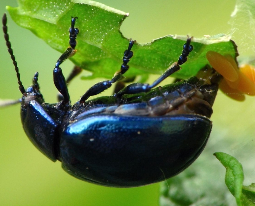 Bei der Eiablage: Chrysolina coerulans - Himmelblauer Blattkäfer