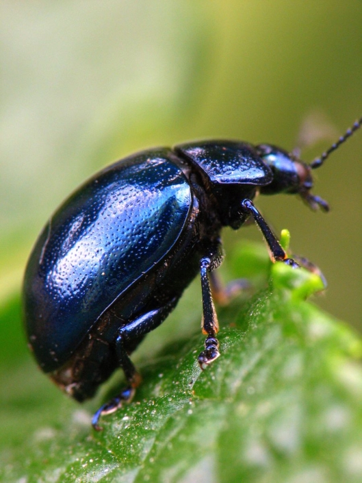 Chrysolina coerulans – Himmelblauer Blattkäfer Chrysolina coerulans - Himmelblauer Blattkäfer