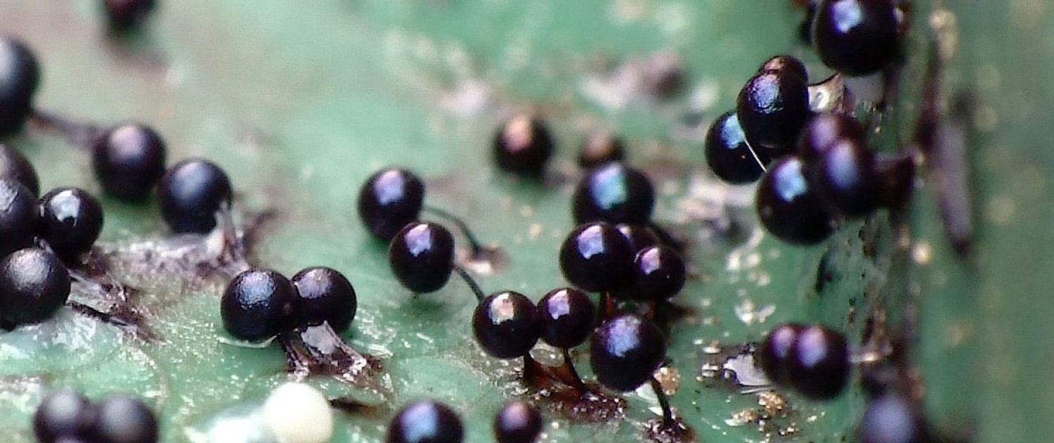Comatricha nigra
