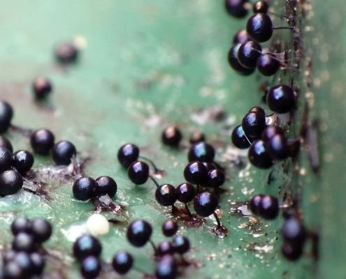 Comatricha nigra