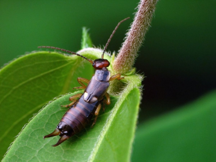 Forficula auricularia – Gemeiner Ohrwurm
