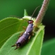 Forficula auricularia – Gemeiner Ohrwurm