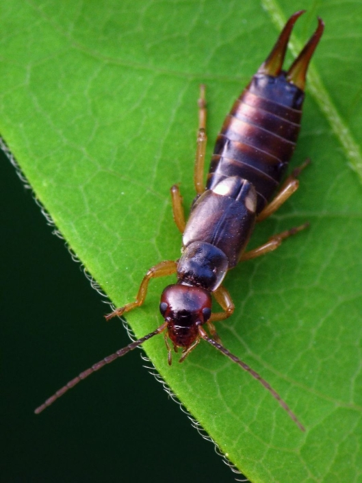 Forficula auricularia – Gemeiner Ohrwurm
