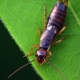 Forficula auricularia – Gemeiner Ohrwurm