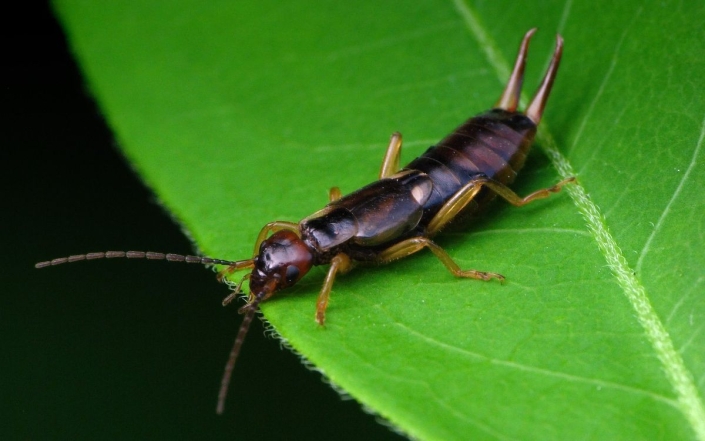 Forficula auricularia - Gemeiner Ohrwurm
