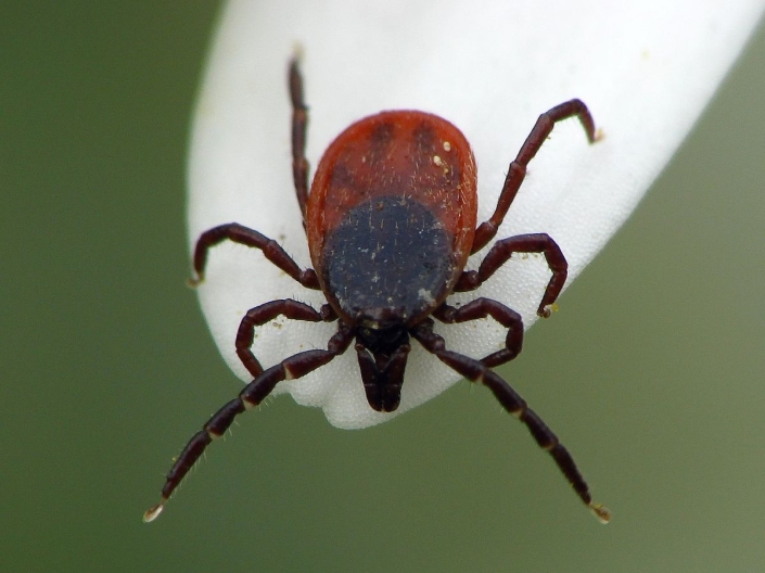 Ixodes rizinus - Gemeiner Holzbock