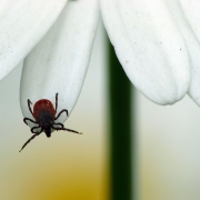 Ixodes rizinus - Gemeiner Holzbock