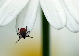 Ixodes rizinus - Gemeiner Holzbock