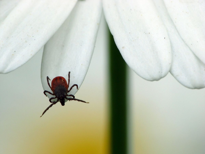 Ixodes rizinus - Gemeiner Holzbock