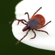 Ixodes rizinus - Gemeiner Holzbock