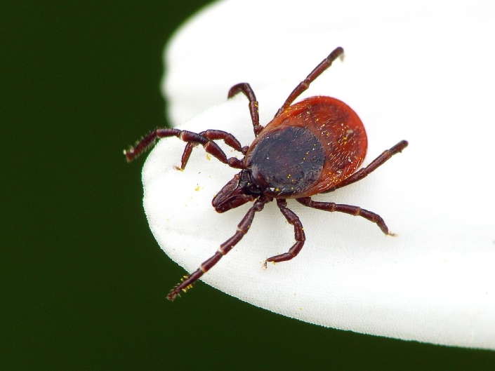 Ixodes rizinus - Gemeiner Holzbock