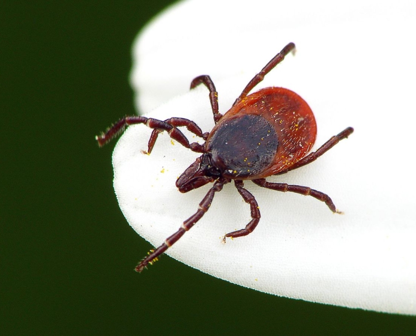 Ixodes rizinus - Gemeiner Holzbock