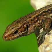 Zootica vivipara - Waldeidechse
