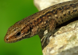 Zootica vivipara - Waldeidechse