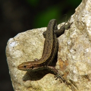 Zootica vivipara - Waldeidechse
