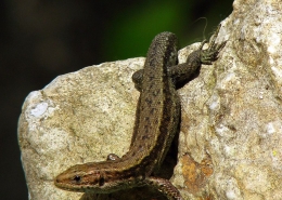 Zootica vivipara - Waldeidechse