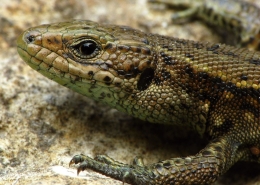 Zootica vivipara - Waldeidechse