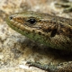 Zootica vivipara - Waldeidechse
