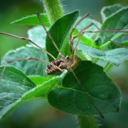 Leiobunum limbatum - Ziegelrückenkanker