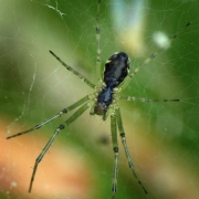 Linyphia triangularis - Gemeine Baldachinspinne