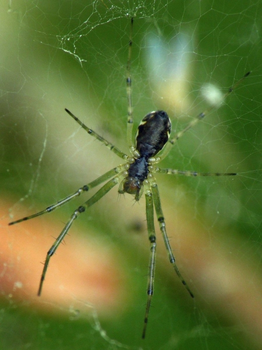 Linyphia triangularis - Gemeine Baldachinspinne