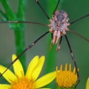 Phalangium opilio - Hornweberknecht