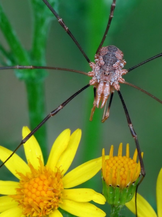 Phalangium opilio - Hornweberknecht