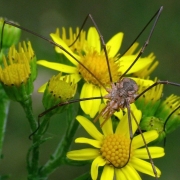 Phalangium opilio - Hornweberknecht