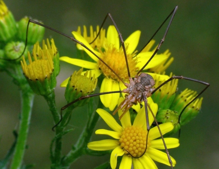 Phalangium opilio - Hornweberknecht