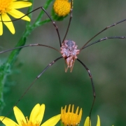 Phalangium opilio - Hornweberknecht