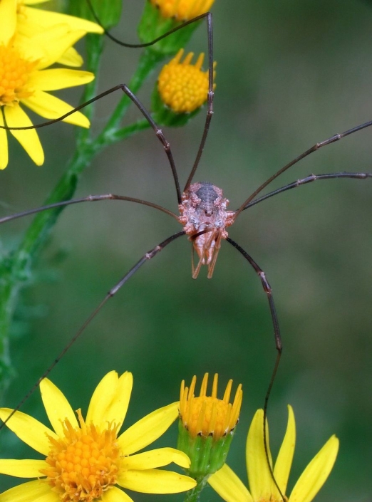 Phalangium opilio - Hornweberknecht