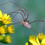 Phalangium opilio - Hornweberknecht