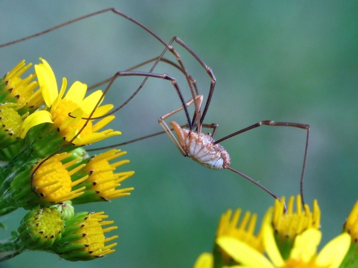 Phalangium opilio - Hornweberknecht