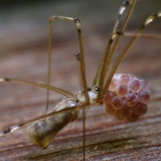 Pholcus phalangioides - Große Zitterspinne