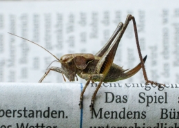 Pholidoptera griseoaptera - Gewöhnliche Strauchschrecke
