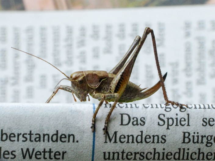 Pholidoptera griseoaptera – Gewöhnliche Strauchschrecke Pholidoptera griseoaptera - Gewöhnliche Strauchschrecke