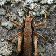 Pholidoptera griseoaptera - Gewöhnliche Strauchschrecke