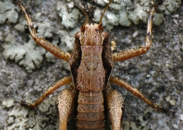 Pholidoptera griseoaptera - Gewöhnliche Strauchschrecke