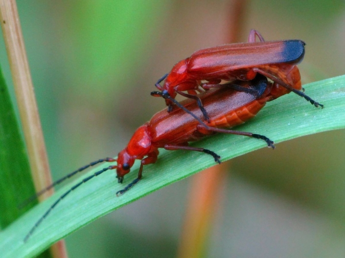 Rhagonycha fulva - Roter Weichkäfer