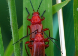 Rhagonycha fulva - Roter Weichkäfer