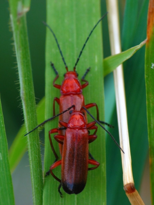 Rhagonycha fulva - Roter Weichkäfer