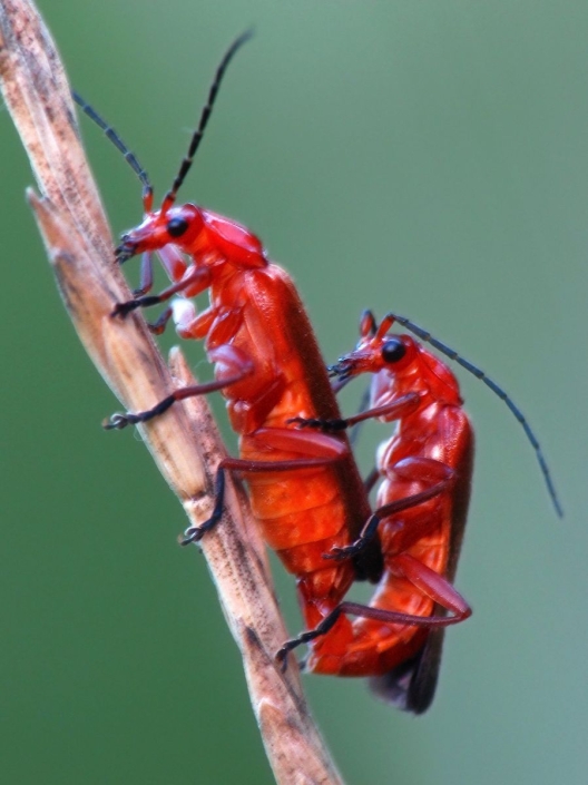Rhagonycha fulva - Roter Weichkäfer