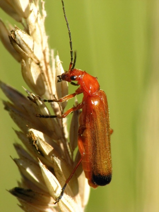 Rhagonycha fulva - Roter Weichkäfer